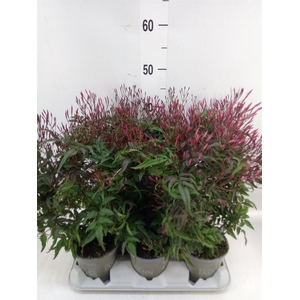 Jasminum polyanthum   ...rose