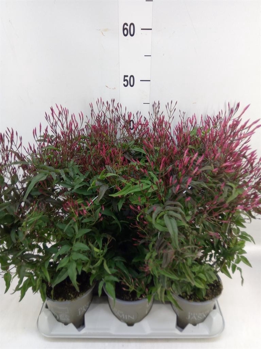 <h4>Jasminum polyanthum ...rose</h4>