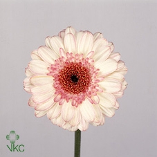 21821: Lovess arrangement