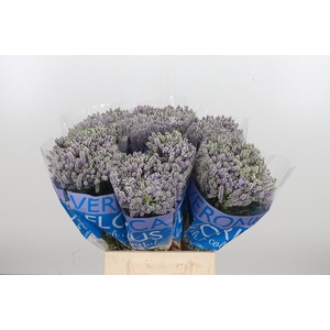 Veron Smart Splash Spray