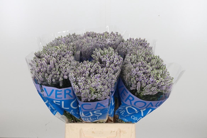 <h4>Veron Smart Splash Spray</h4>