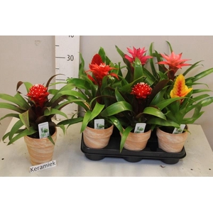 ARR BROMELIA