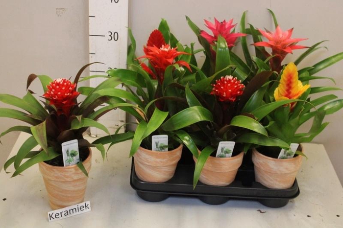 <h4>ARR BROMELIA</h4>