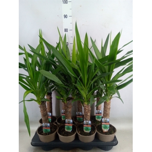 Yucca