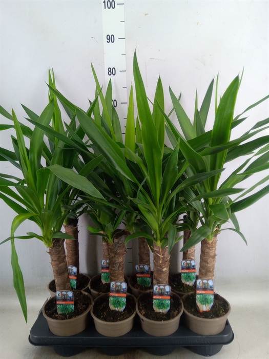 <h4>Yucca</h4>