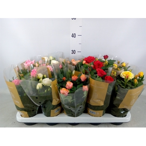 Rosa  'Kordana Grande'   ...mix