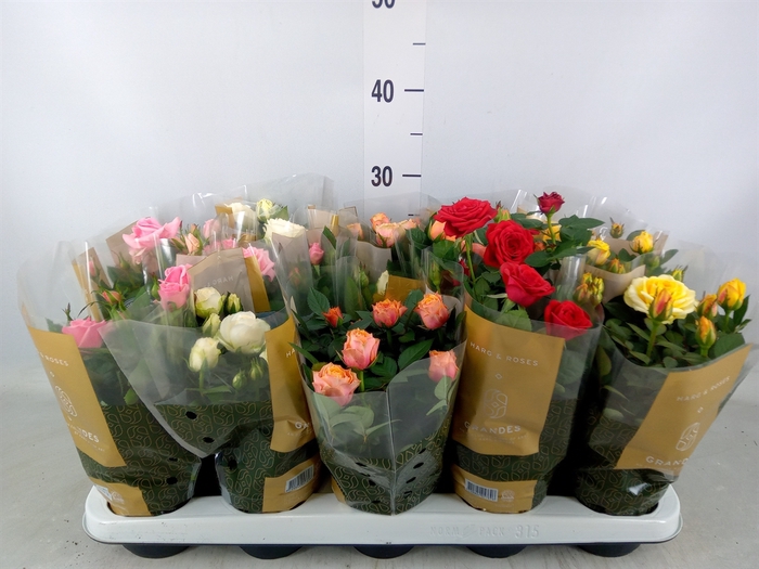<h4>Rosa  'Kordana Grande'   ...mix</h4>