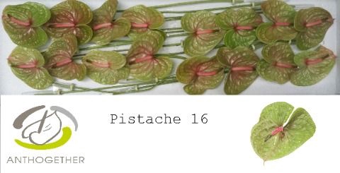 <h4>Anth A Pistache 11 cm X16 Spek Flowers</h4>
