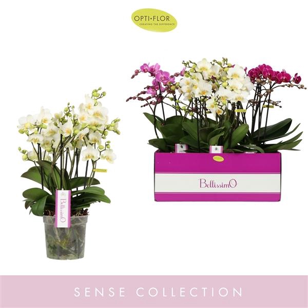 <h4>Phalaenopsis Multifloratypes gemengd 3 kleuren</h4>