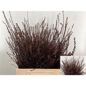 Myrica Gale (gagel) P Stem