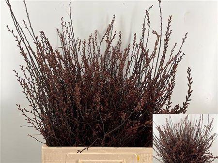 <h4>Myrica Gale (gagel) P Stem</h4>