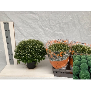 CHRYS GR WHITE 50CM