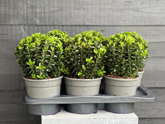 <h4>Euonymus japonicus 'Green Spire' bol</h4>