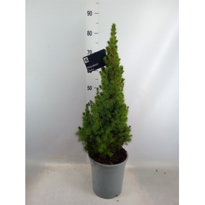 Picea glauca 'Conica'