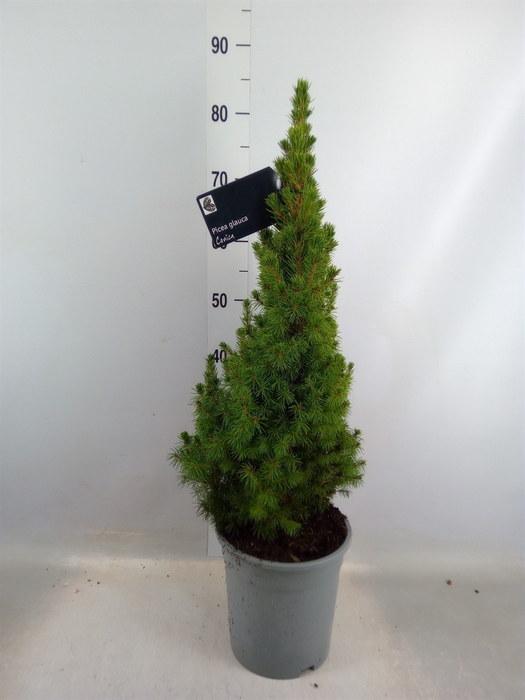 <h4>Picea glauca 'Conica'</h4>