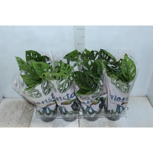 MONSTERA OBLIQUA ADANSONII P15