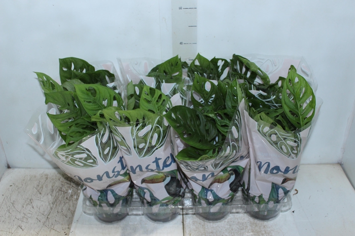 <h4>MONSTERA OBLIQUA ADANSONII P15</h4>