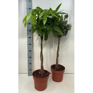 PACHIRA AQUATICA