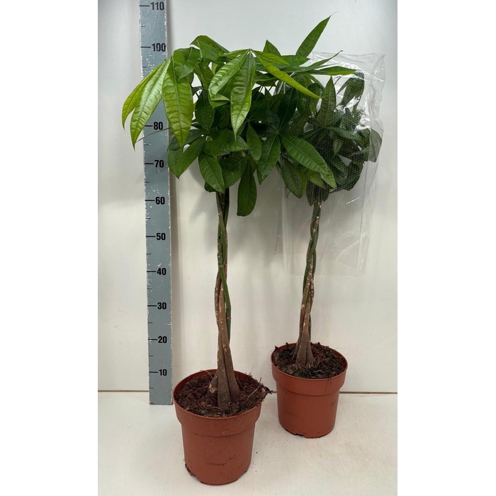 <h4>PACHIRA AQUATICA</h4>