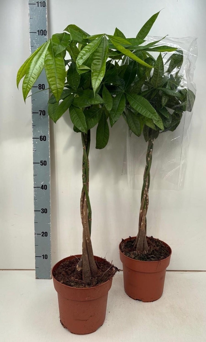 <h4>PACHIRA AQUATICA</h4>