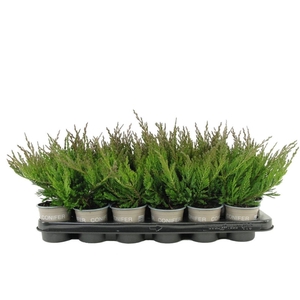 Juniperus horizontalis Blue Chip