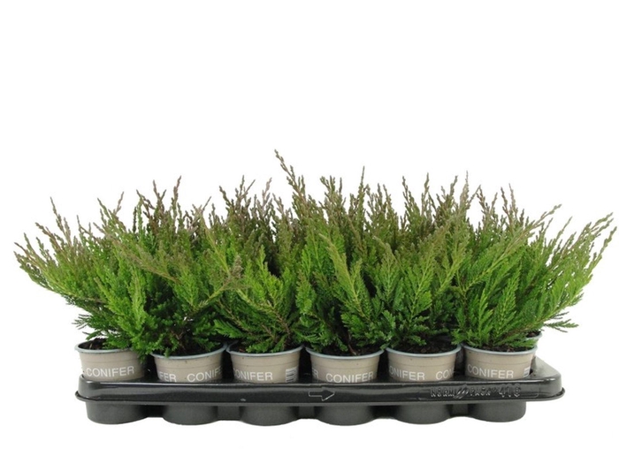 <h4>Juniperus horizontalis Blue Chip</h4>