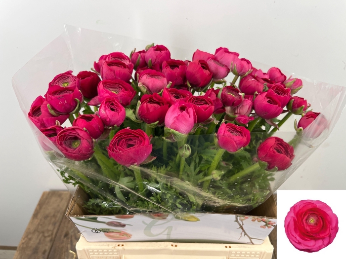 <h4>RAN EL HOT PINK</h4>