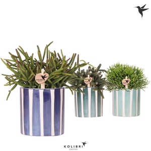 Kolibri Greens Rhipsalis mix in Painted Stripe pot blue mix