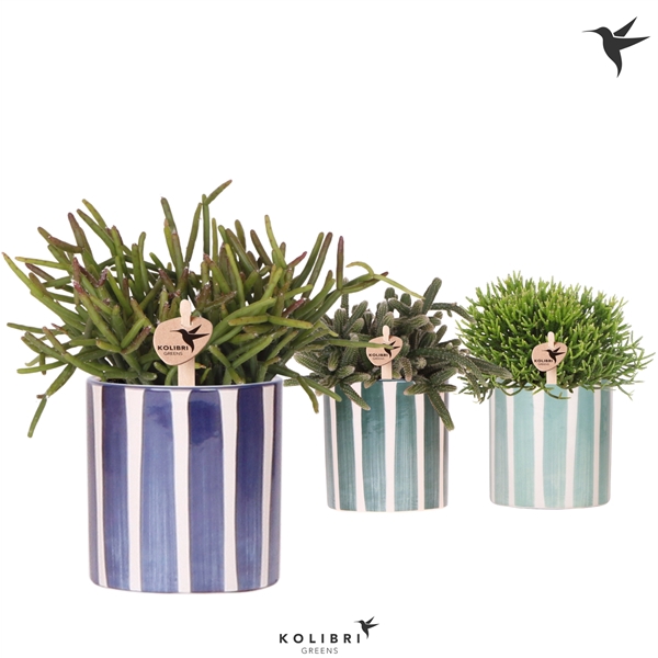 <h4>Kolibri Greens Rhipsalis mix in Painted Stripe pot blue mix</h4>