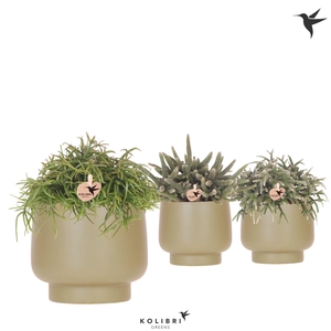 Kolibri Greens Rhipsalis mix in Scandic pot green