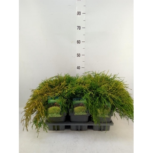 Chamaecyparis pis. 'Sungold'