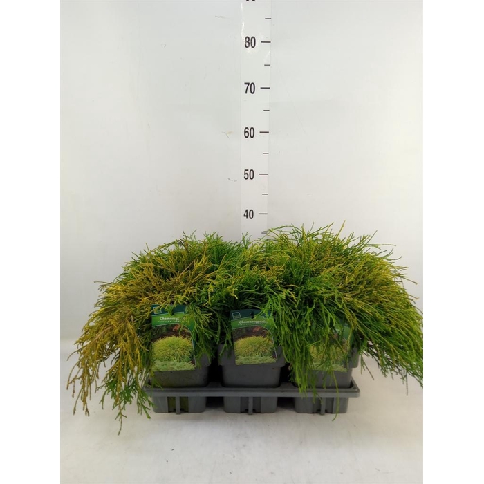 <h4>Chamaecyparis pis. 'Sungold'</h4>