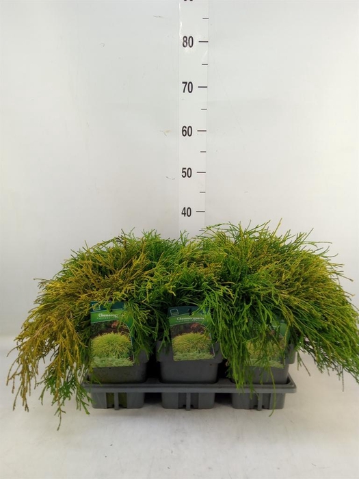 <h4>Chamaecyparis pis. 'Sungold'</h4>