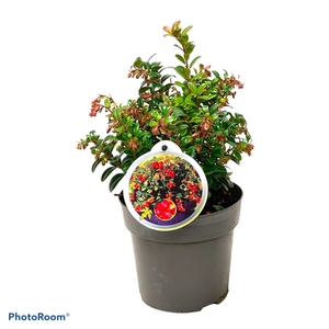 Vaccinium vit. Fireballs