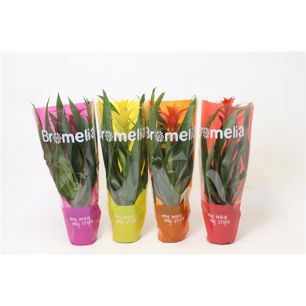 <h4>Bromelia variés</h4>