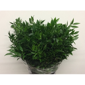 Ruscus Soft Short 200 Gram