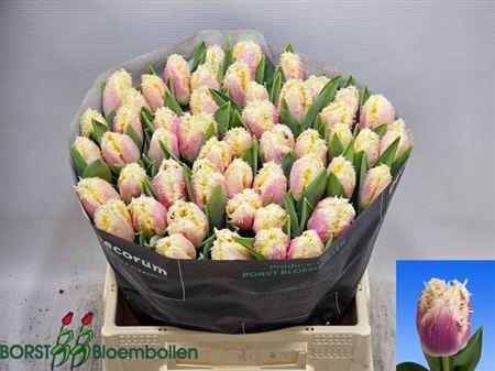 <h4>Tu Fr Hawaii</h4>