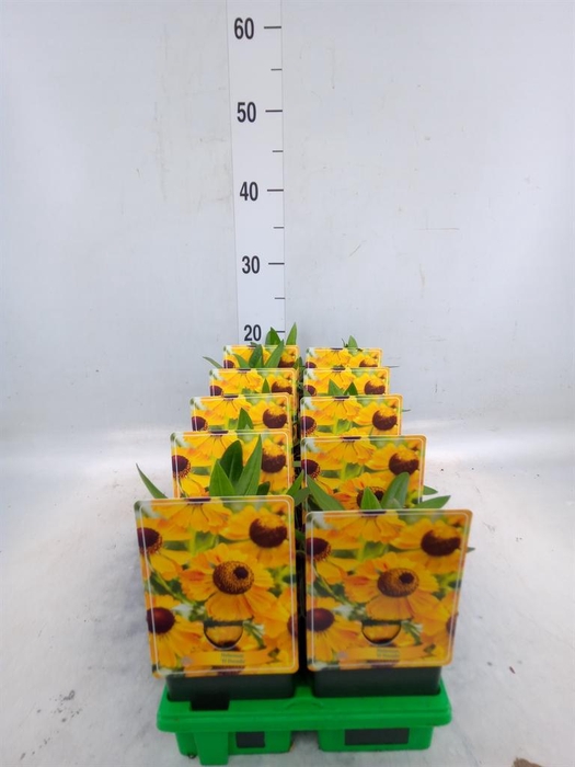 <h4>Helenium   ...</h4>