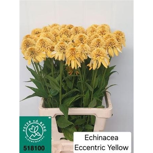 Echinacea Eccentric Yellow