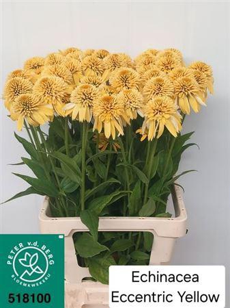 <h4>Echinacea Eccentric Yellow</h4>
