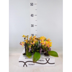 Phalaenopsis   ...mini