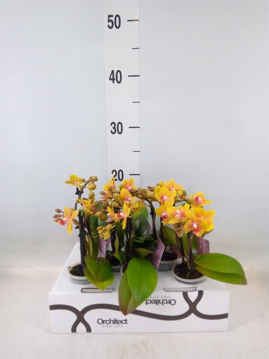 <h4>Phalaenopsis   ...mini</h4>