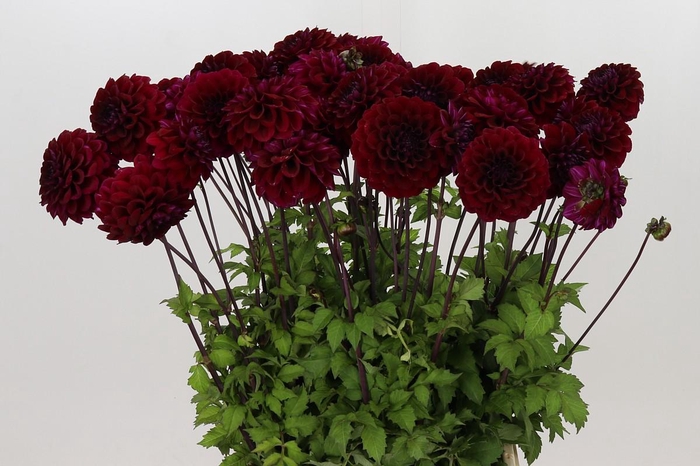 <h4>Dahlia Happy Jill</h4>