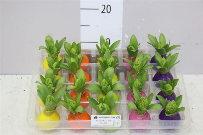<h4>Hyacinthus Wax Gemengd</h4>