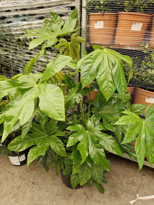 <h4>FATSI JAPONICA</h4>