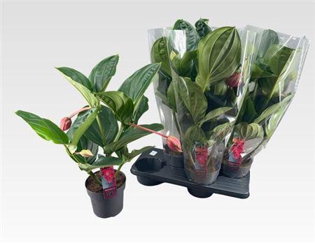 <h4>Medin Mag Flamenco</h4>