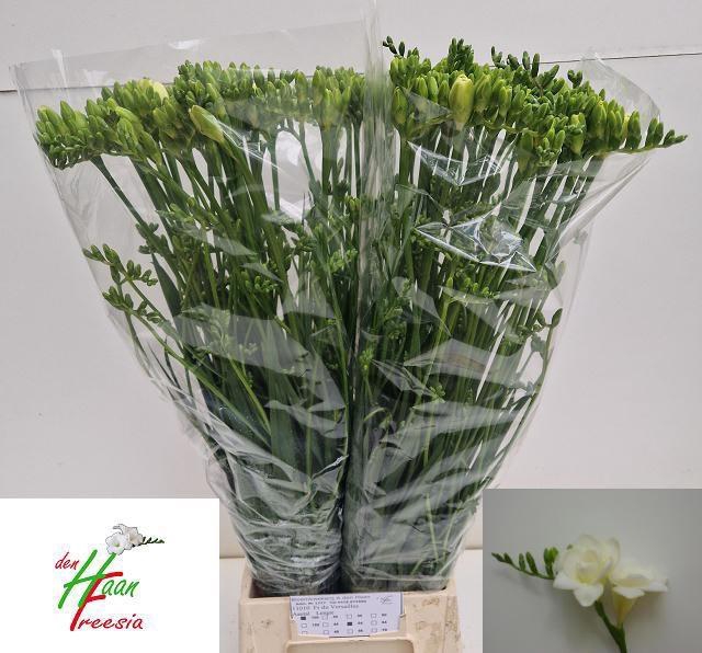 <h4>FR DU VERSAILLES</h4>