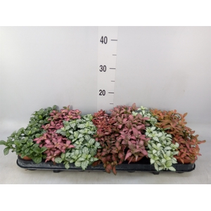 Fittonia   ...mix 7