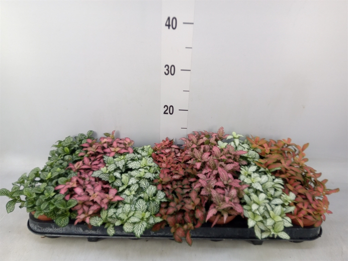 <h4>Fittonia   ...mix 7</h4>