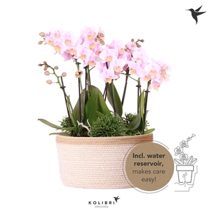 Kolibri Orchids Jungle pink in Basket white with wateringsystem